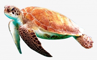 海洋生物海龟