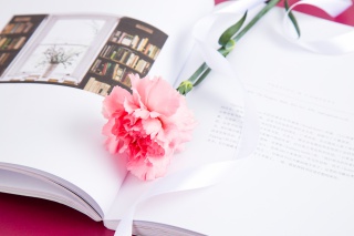 粉色鲜花康乃馨摄影图