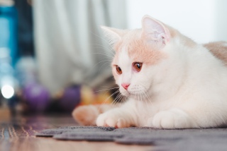 萌物小猫咪