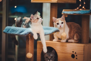 好奇的两只猫
