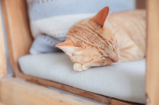 初春中午橘猫猫咪午休图