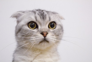 常见的宠物之折耳猫