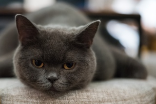 懒惰的猫