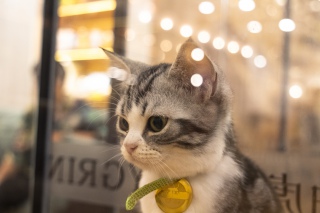 一只美短猫的期待