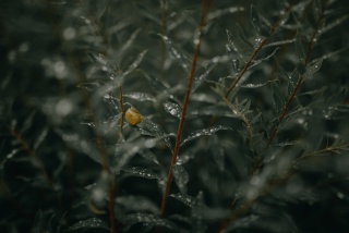 带水珠的绿叶图片