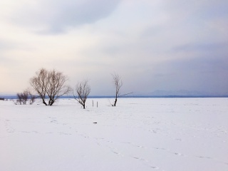 雪中树