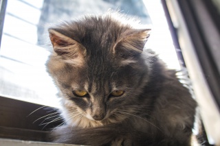 宠物狸花猫摄影图片