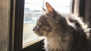 正在看风景的猫咪摄影图片