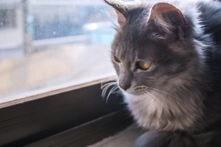 萌宠之狸花猫摄影图片